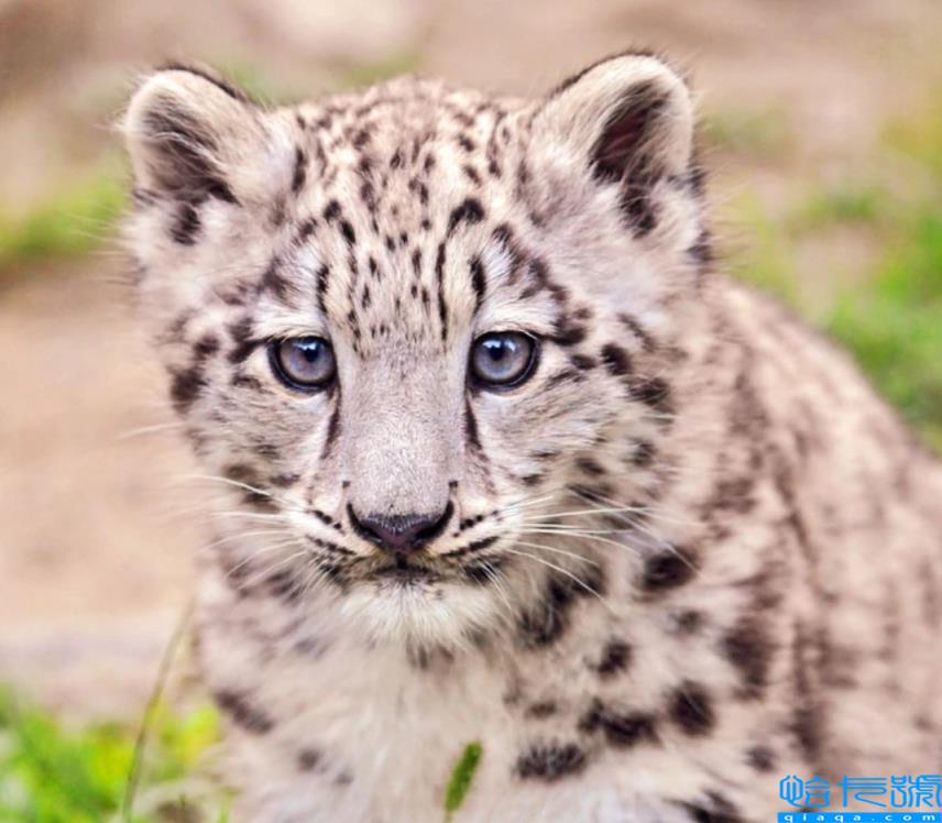 各国的国宝动物是什么(世界上不同国家代表性动物盘点)