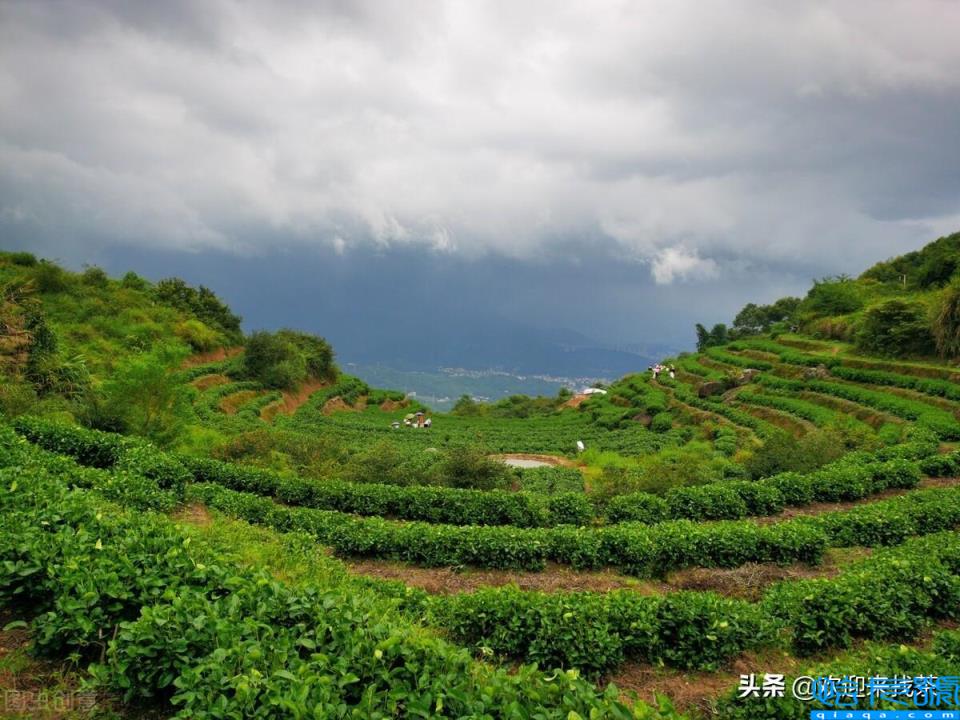 福建茶叶品牌十大名茶(福建茶叶品牌排行榜前10名)