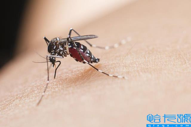 招蚊子咬是什么原因(总被蚊子咬,离不开这4种原因)