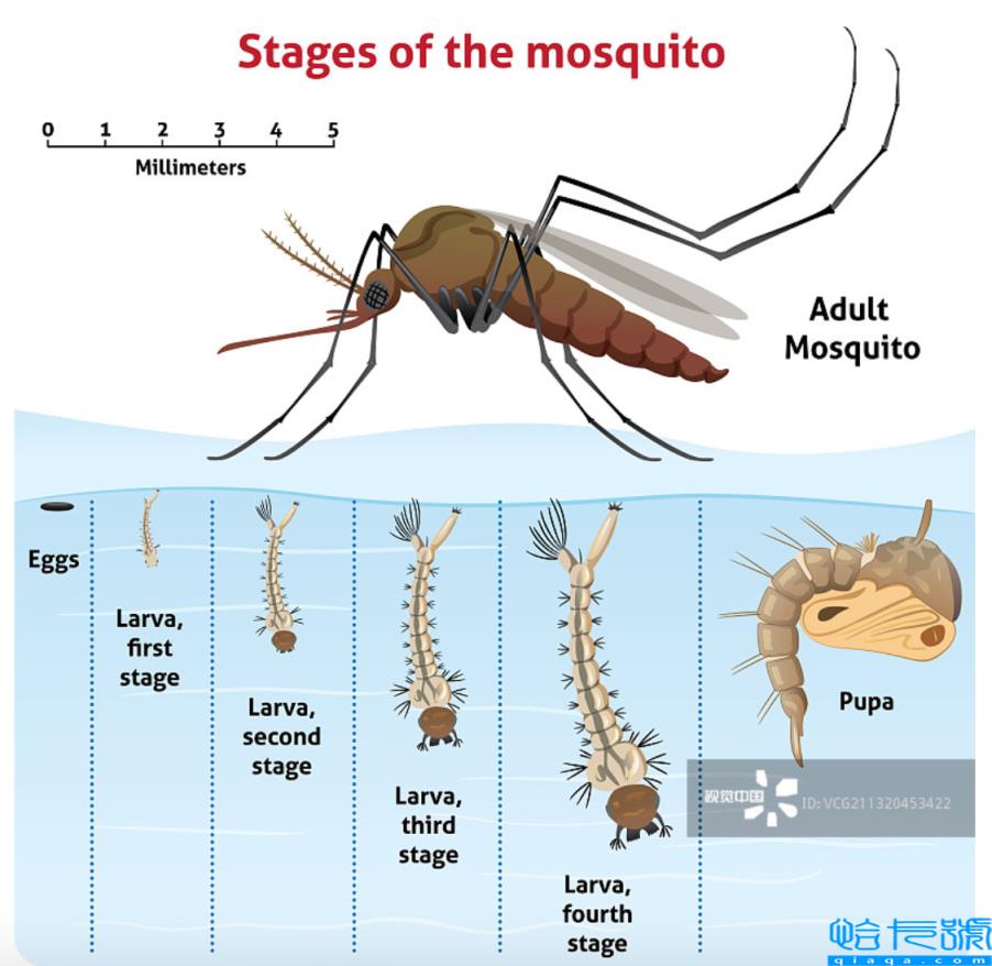 招蚊子咬是什么原因(总被蚊子咬,离不开这4种原因)