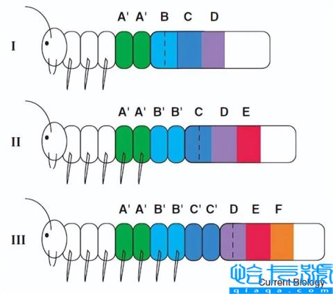 蜕皮一次长两节：蜈蚣到底能长到多大？真能超过1米？