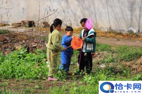 儿童急走追黄蝶飞入菜花无处寻翻译(儿童急走追黄蝶飞入菜花无处寻描绘画面)