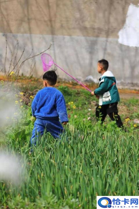 儿童急走追黄蝶飞入菜花无处寻翻译(儿童急走追黄蝶飞入菜花无处寻描绘画面)