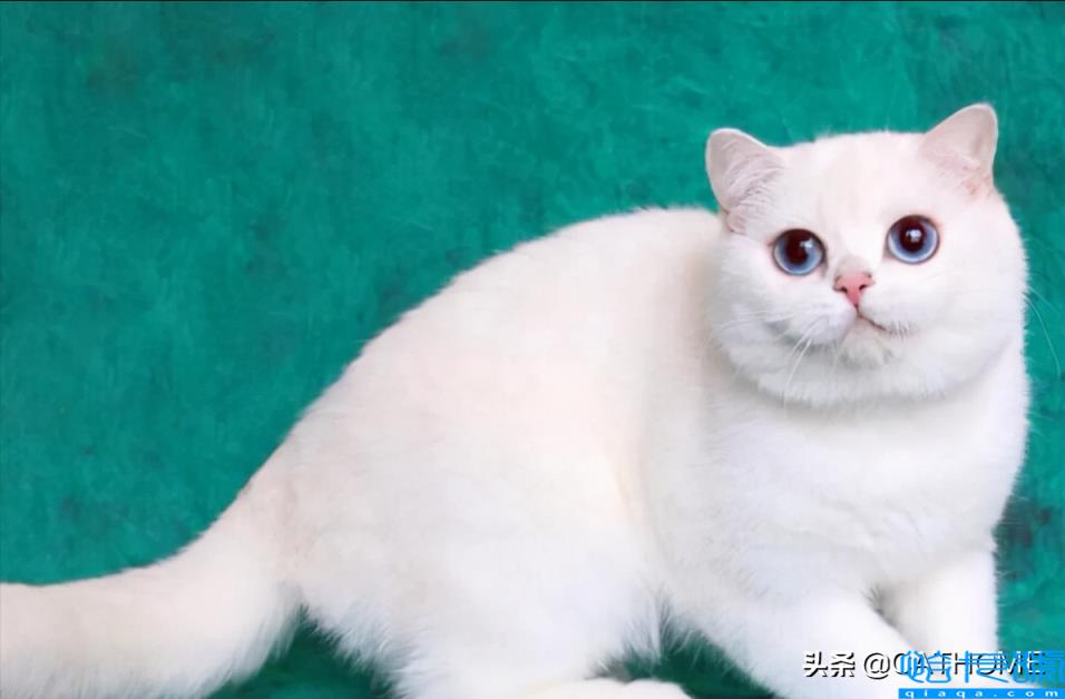 银渐层属于什么品种的猫(它的性格和特点有哪些)