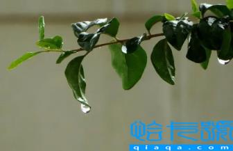 2022高中军训下雨会停止军训吗(高中军训下雨天还训练吗)