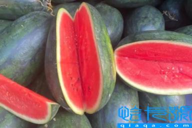 黑美人西瓜什么时候种植最好(黑美人西瓜亩产量一般是多少)