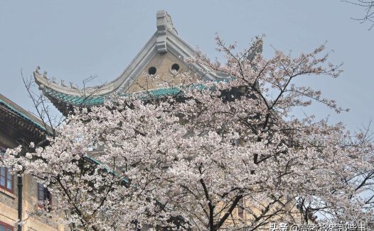 2020年武汉大学录取分数线一览表