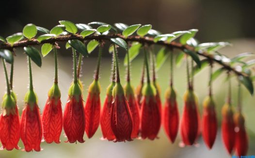 唐伯虎写的诗有哪些(关于唐伯虎的诗10首)
