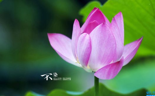 关于谈恋爱的句子(相关谈恋爱的优美句子)